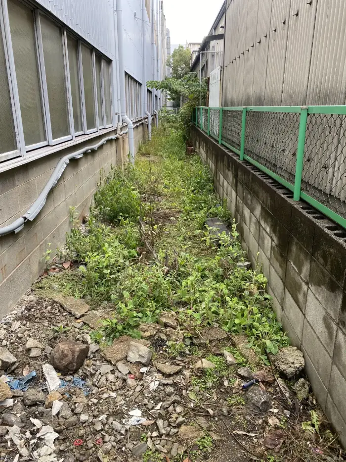 草刈り前の建物の裏の通路